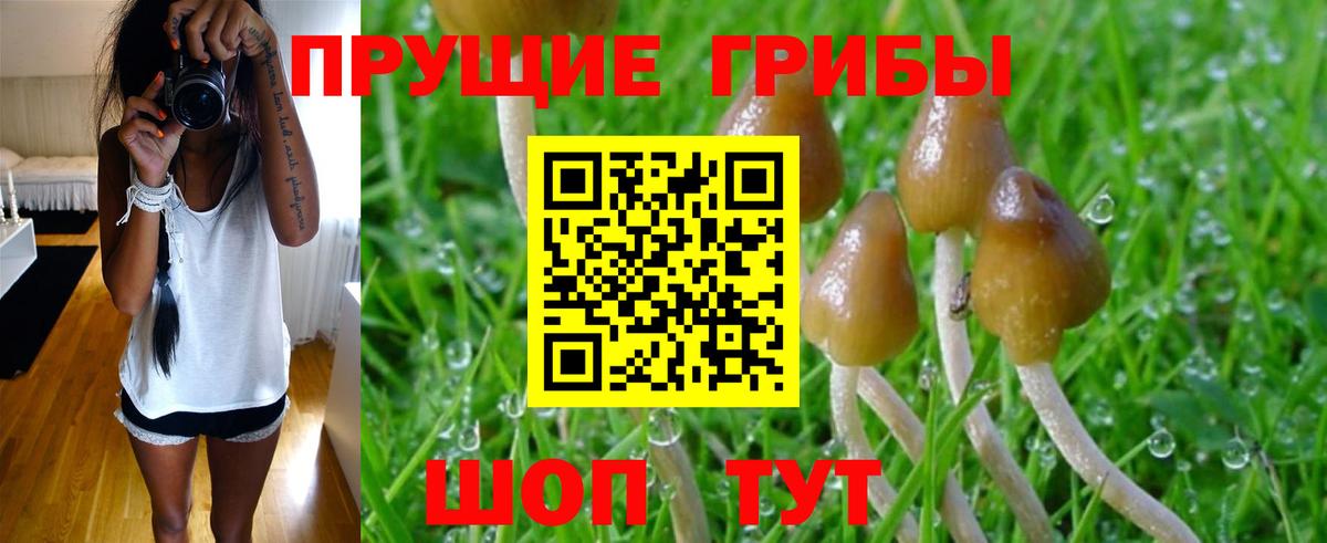Кирово-Чепецк  Галлюциногенные грибы Psilocybine cubensis  Вход с VPN 